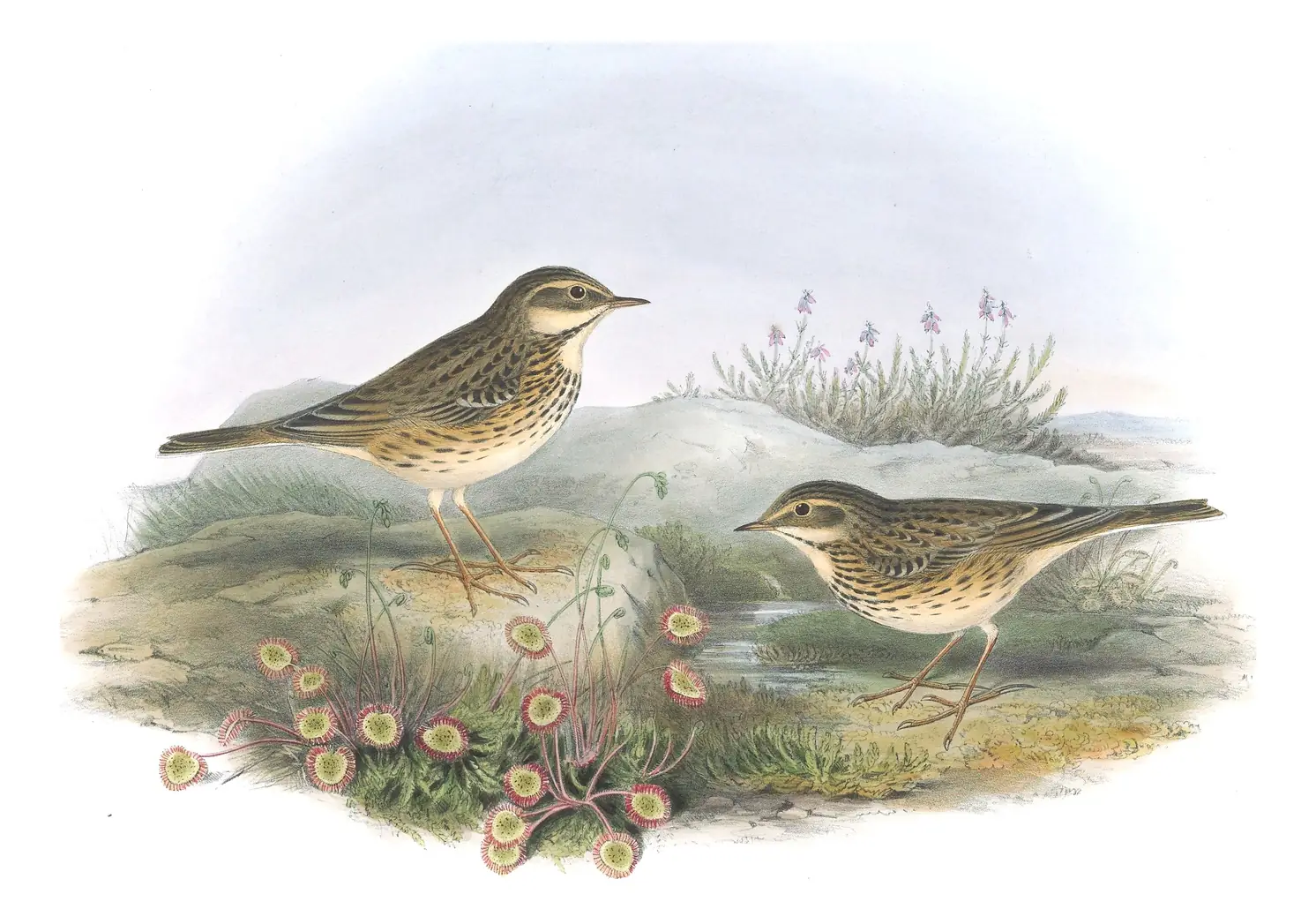 Volume III, plate 13 of Gould's The Birds of Great Britain: Meadow Pipit (Anthus pratensis)
