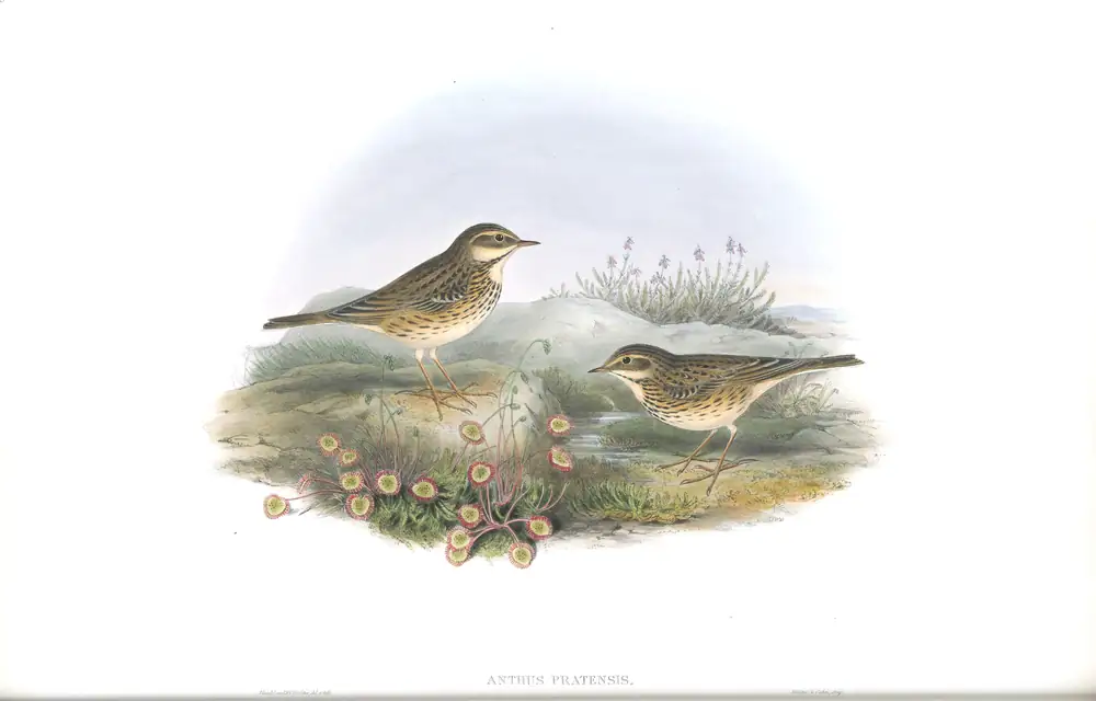 The whole sheet of volume III, plate 13, with its engraved caption