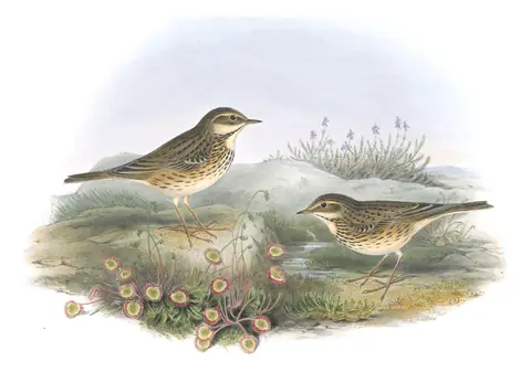 Volume III, plate 13 of Gould's The Birds of Great Britain: Meadow Pipit (Anthus pratensis)