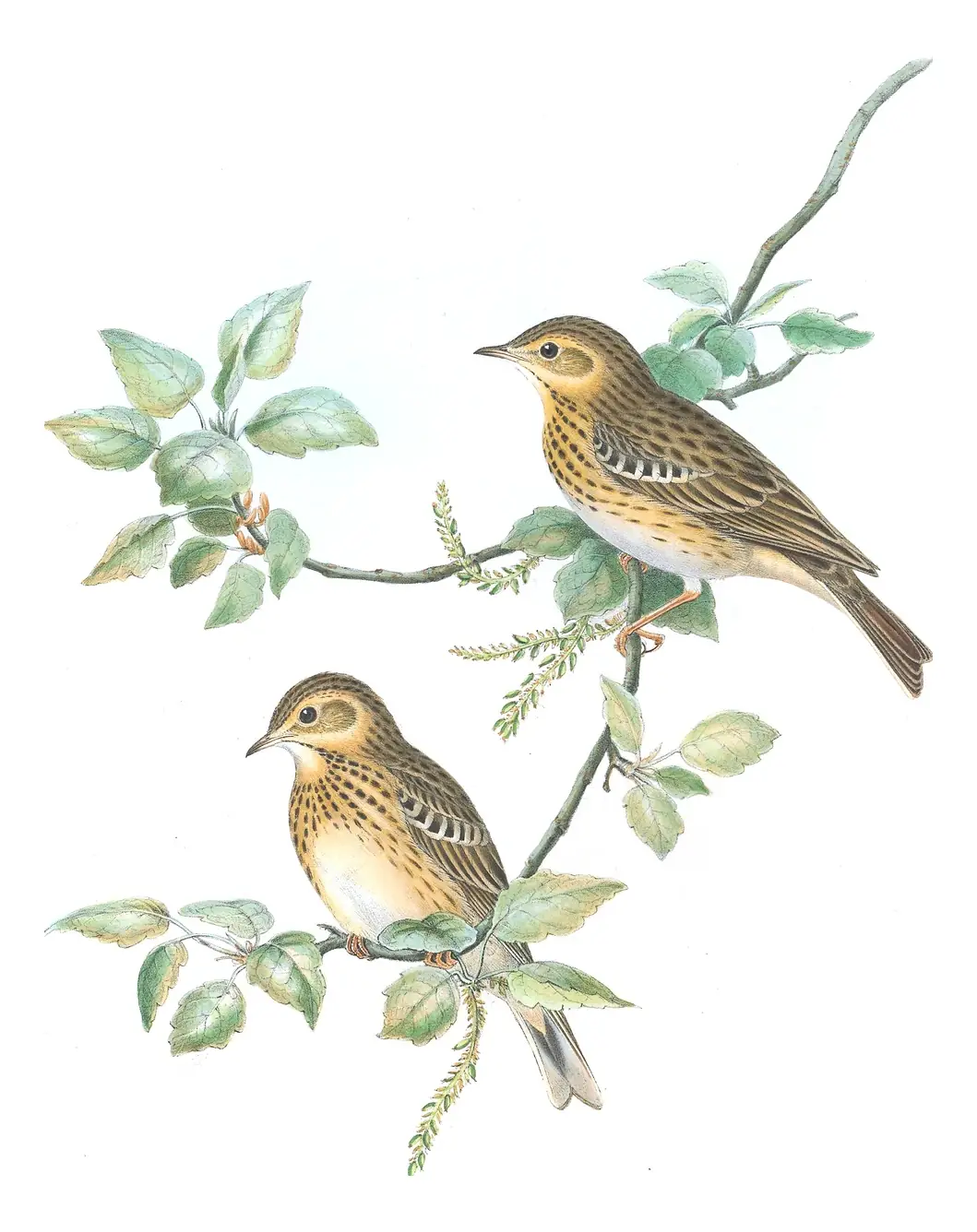 Volume III, plate 14 of Gould's The Birds of Great Britain: Tree Pipit (Anthus trivialis)