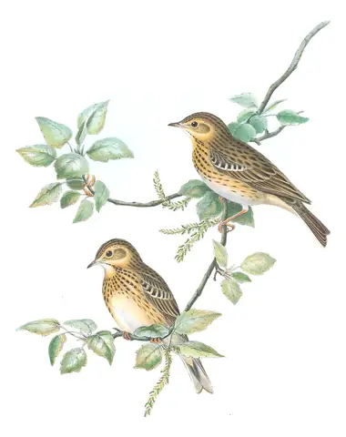 Volume III, plate 14 of Gould's The Birds of Great Britain: Tree Pipit (Anthus trivialis)