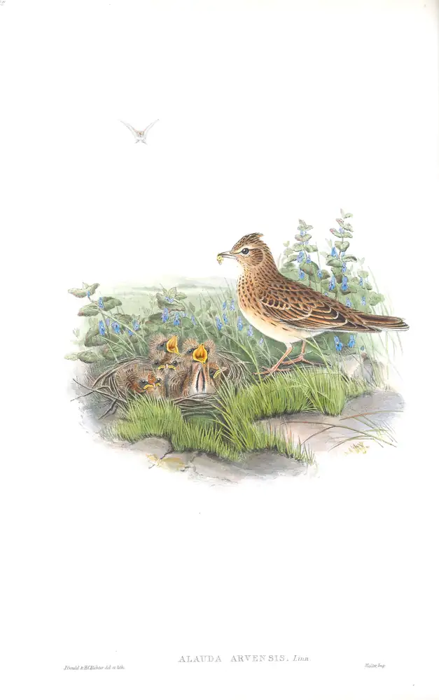 The whole sheet of volume III, plate 15, with its engraved caption
