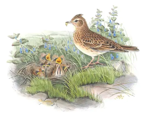 Volume III, plate 15 of Gould's The Birds of Great Britain: Eurasian Skylark (Alauda arvensis)