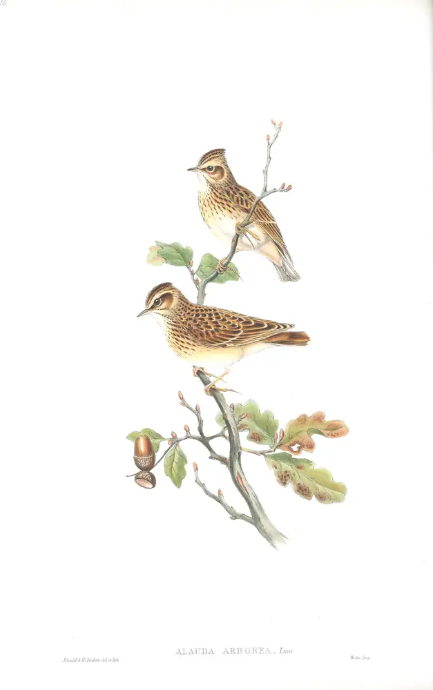 The whole sheet of volume III, plate 16, with its engraved caption