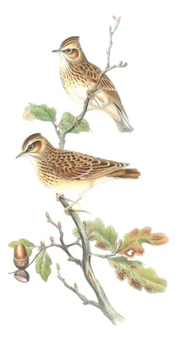 Volume III, plate 16 of Gould's The Birds of Great Britain: Wood Lark (Lullula arborea)