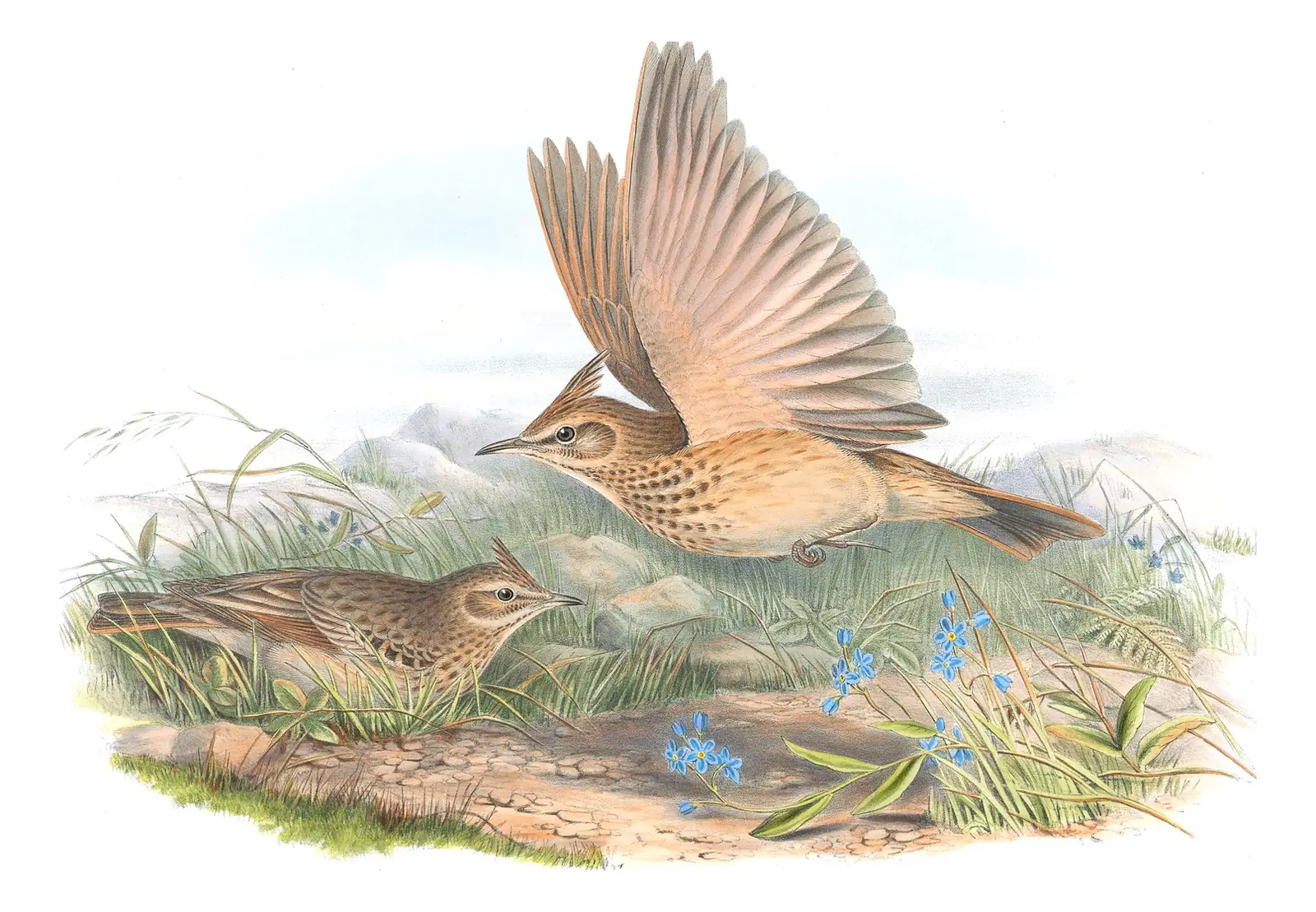 Volume III, plate 17 of Gould's The Birds of Great Britain: Crested Lark (Galerida cristata)