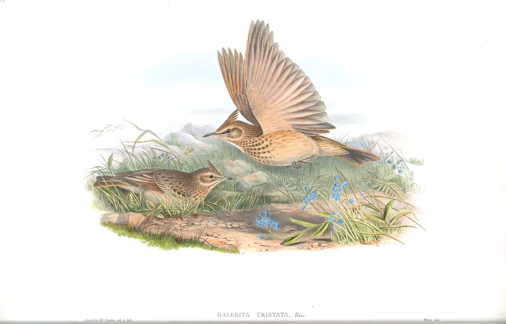 The whole sheet of volume III, plate 17, with its engraved caption
