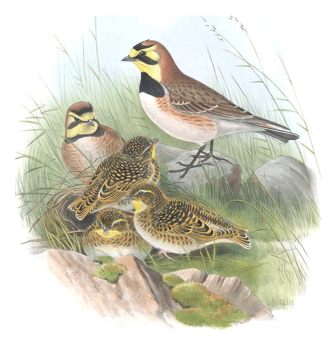 Volume III, plate 18 of Gould's The Birds of Great Britain: Horned Lark (Eremophila alpestris)