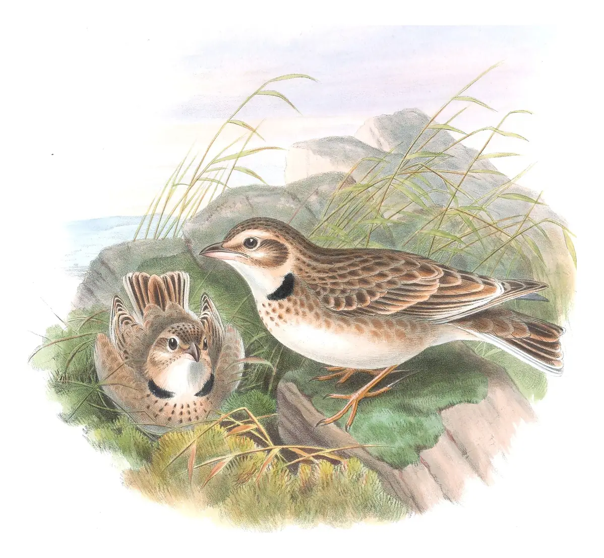 Volume III, plate 19 of Gould's The Birds of Great Britain: Calandra Lark (Melanocorypha calandra)
