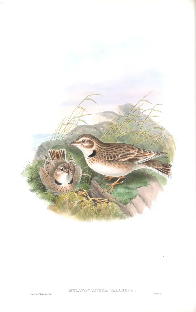 The whole sheet of volume III, plate 19, with its engraved caption