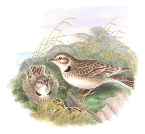 Volume III, plate 19 of Gould's The Birds of Great Britain: Calandra Lark (Melanocorypha calandra)