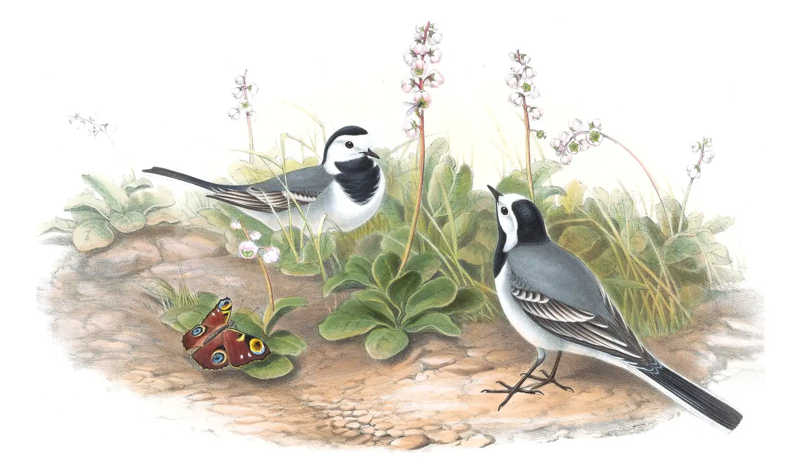 Volume III, plate 2 of Gould's The Birds of Great Britain: White Wagtail (Motacilla alba)