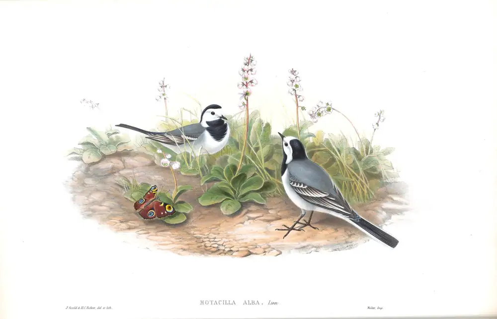 The whole sheet of volume III, plate 2, with its engraved caption