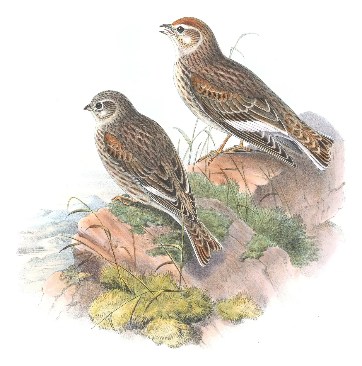 Volume III, plate 20 of Gould's The Birds of Great Britain: White-winged Lark (Alauda leucoptera)