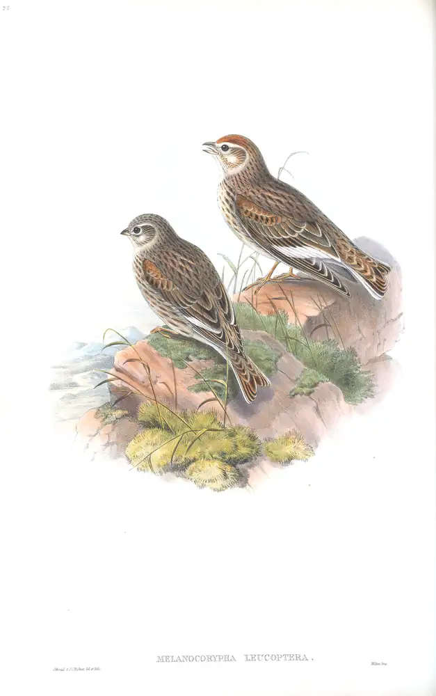 The whole sheet of volume III, plate 20, with its engraved caption