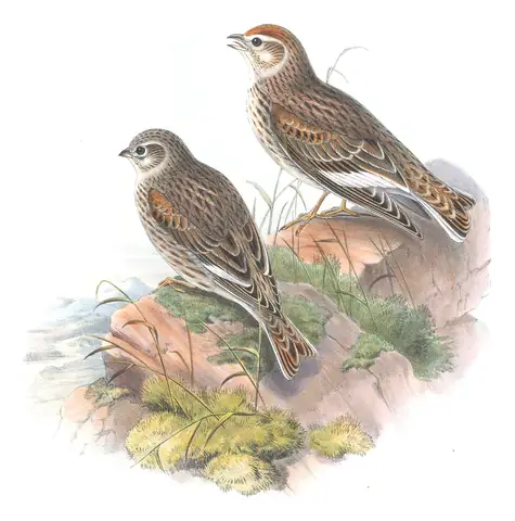 Volume III, plate 20 of Gould's The Birds of Great Britain: White-winged Lark (Alauda leucoptera)