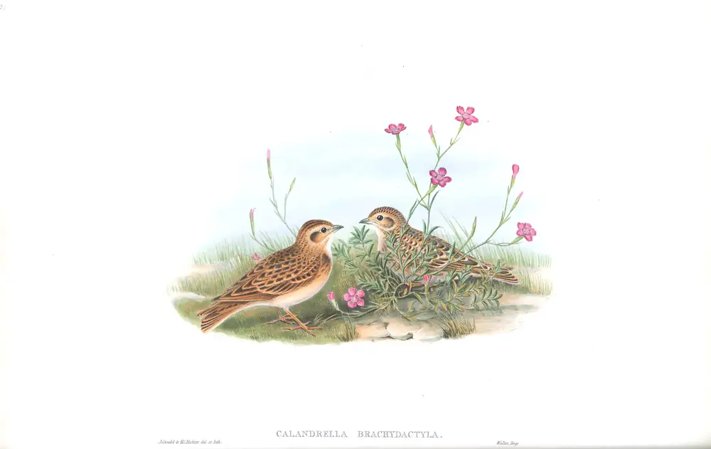 The whole sheet of volume III, plate 21, with its engraved caption