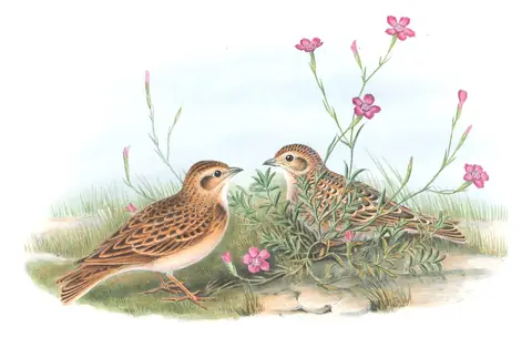 Volume III, plate 21 of Gould's The Birds of Great Britain: Greater Short-toed Lark (Calandrella brachydactyla)