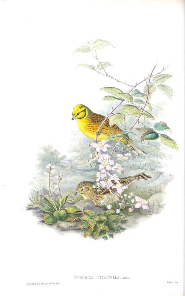 The whole sheet of volume III, plate 22, with its engraved caption