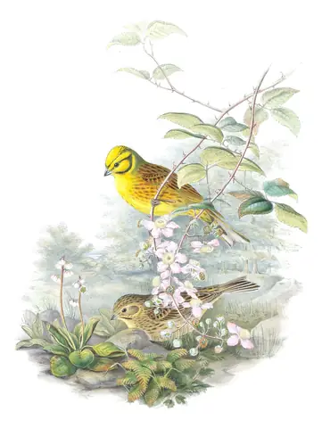 Volume III, plate 22 of Gould's The Birds of Great Britain: Yellowhammer (Emberiza citrinella)