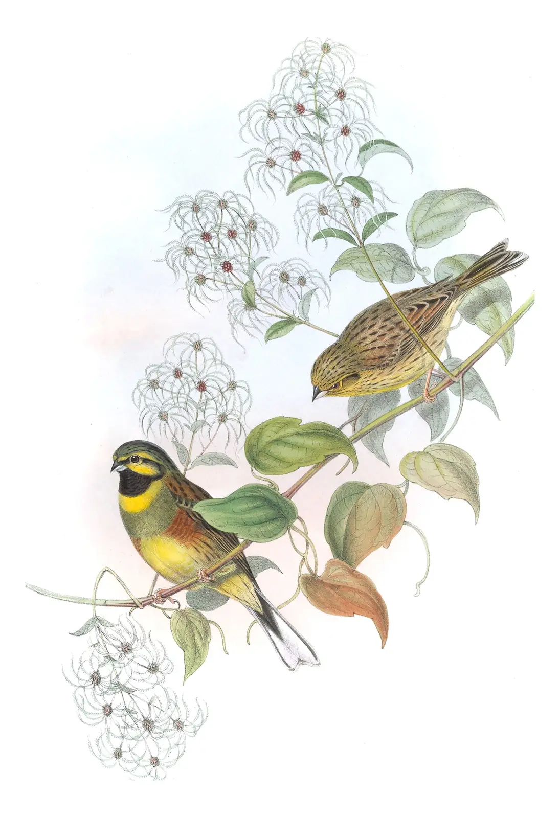 Volume III, plate 23 of Gould's The Birds of Great Britain: Cirl Bunting (Emberiza cirlus)