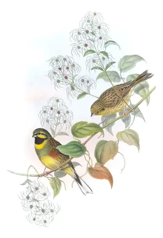 Volume III, plate 23 of Gould's The Birds of Great Britain: Cirl Bunting (Emberiza cirlus)