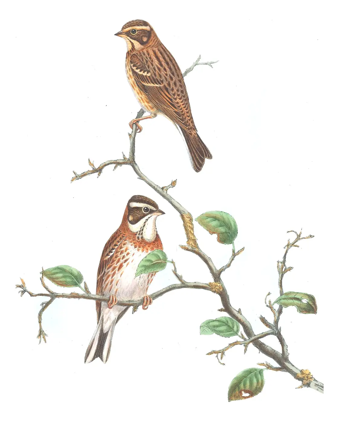 Volume III, plate 24 of Gould's The Birds of Great Britain: Rustic Bunting (Emberiza rustica)