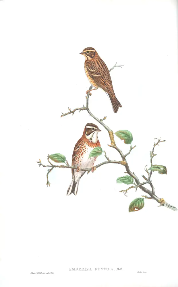 The whole sheet of volume III, plate 24, with its engraved caption