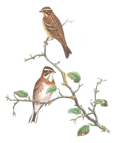 Volume III, plate 24 of Gould's The Birds of Great Britain: Rustic Bunting (Emberiza rustica)