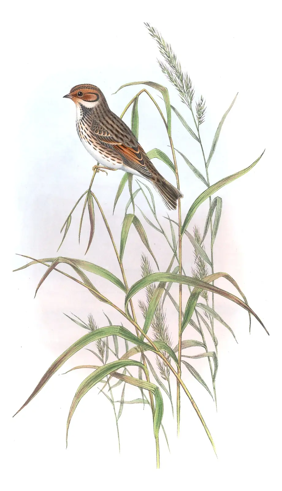 Volume III, plate 25 of Gould's The Birds of Great Britain: Little Bunting (Emberiza pusilla)