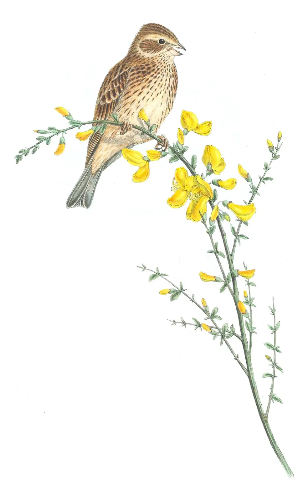 Volume III, plate 26 of Gould's The Birds of Great Britain: Corn Bunting (Emberiza calandra)