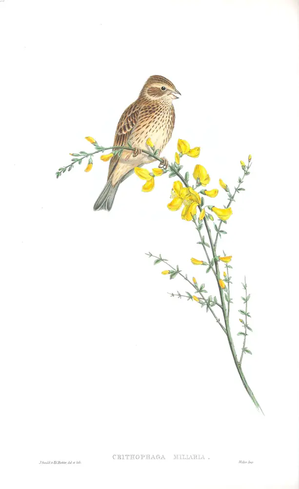 The whole sheet of volume III, plate 26, with its engraved caption