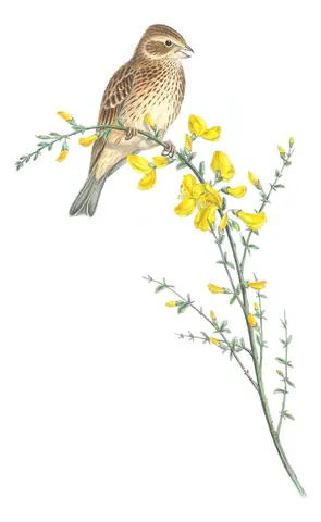Volume III, plate 26 of Gould's The Birds of Great Britain: Corn Bunting (Emberiza calandra)