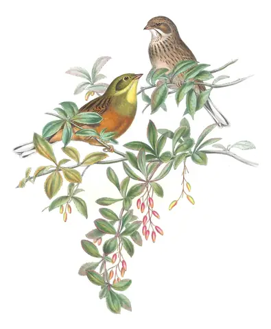 Volume III, plate 27 of Gould's The Birds of Great Britain: Ortolan Bunting (Emberiza hortulana)