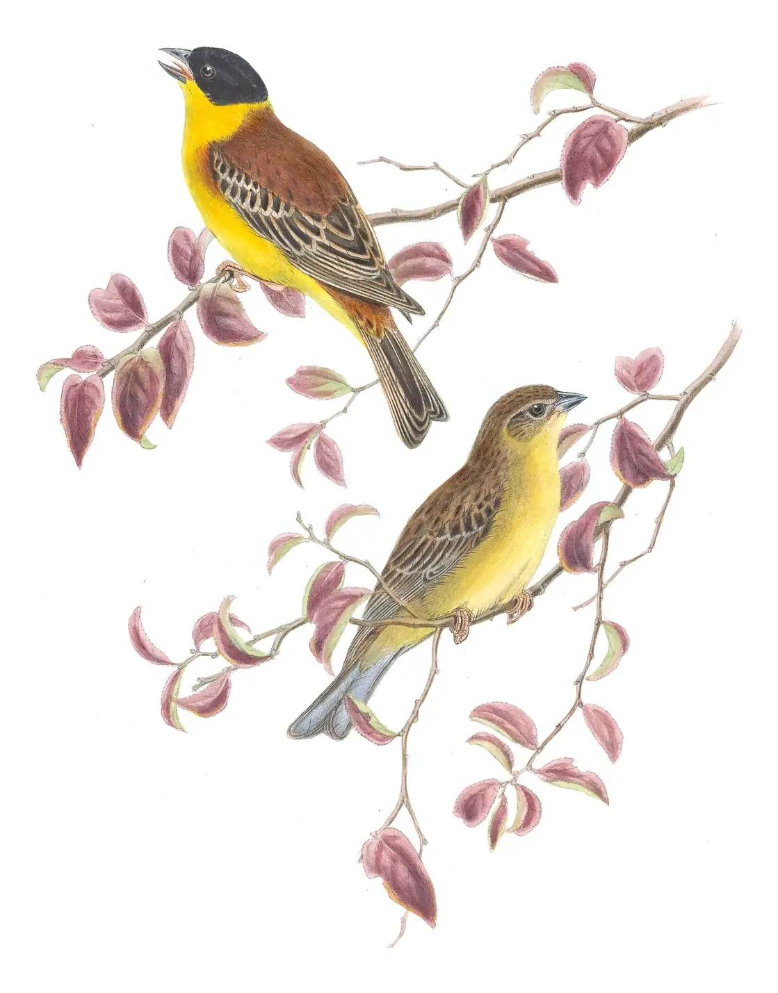 Volume III, plate 28 of Gould's The Birds of Great Britain: Black-headed Bunting (Emberiza melanocephala)