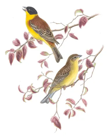 Volume III, plate 28 of Gould's The Birds of Great Britain: Black-headed Bunting (Emberiza melanocephala)