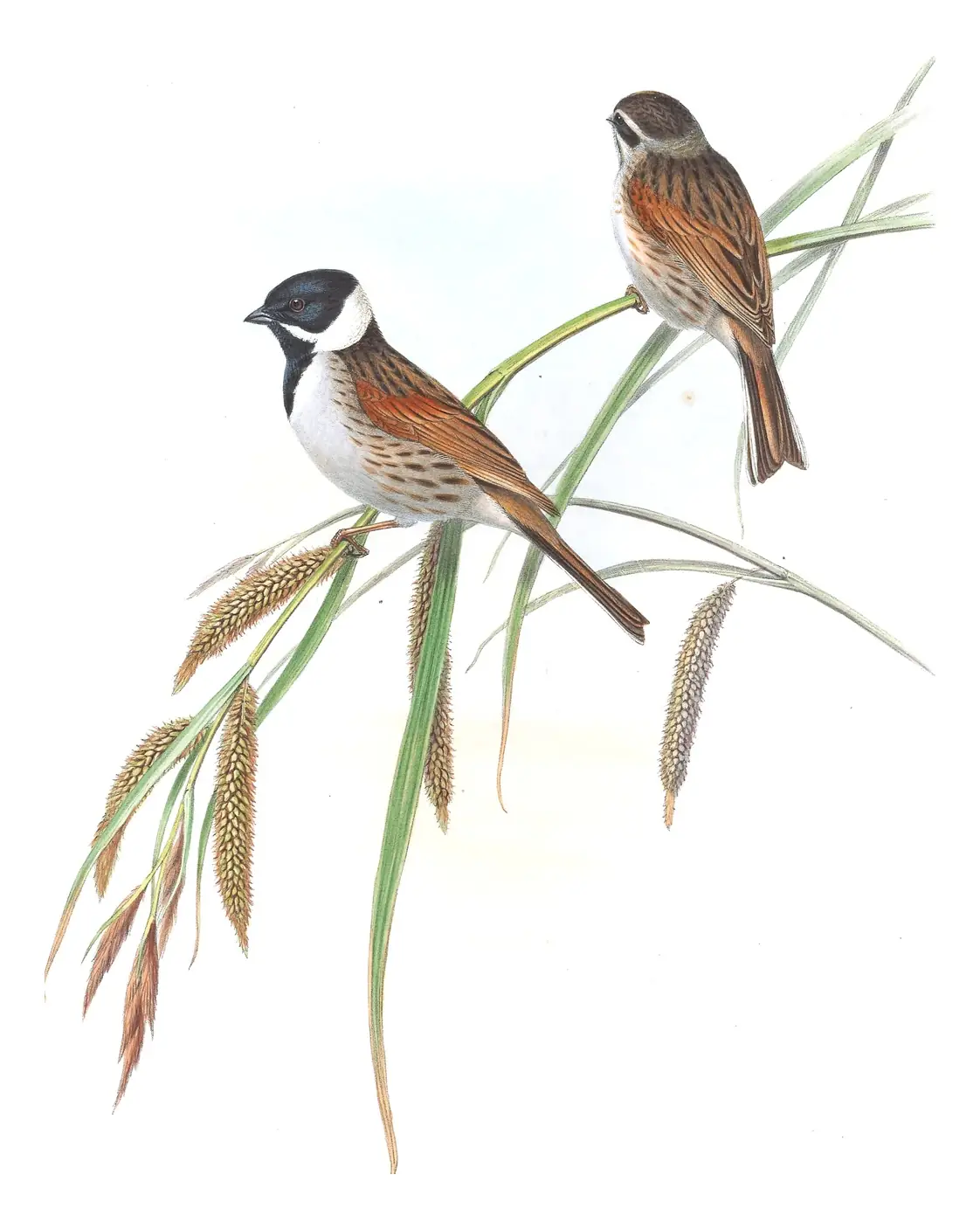 Volume III, plate 29 of Gould's The Birds of Great Britain: Reed Bunting (Emberiza schoeniclus)
