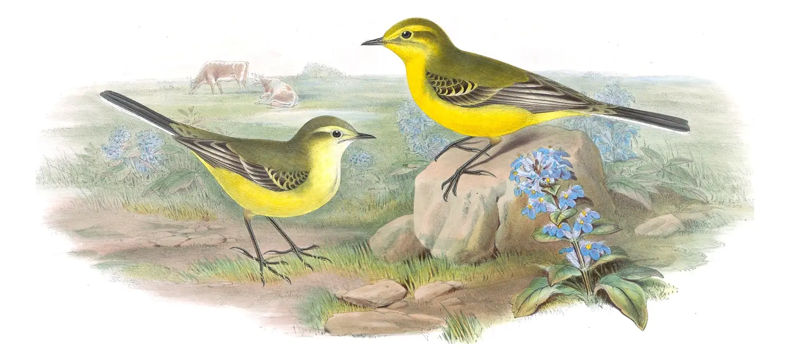 Volume III, plate 3 of Gould's The Birds of Great Britain: Western Yellow Wagtail (Motacilla flava)