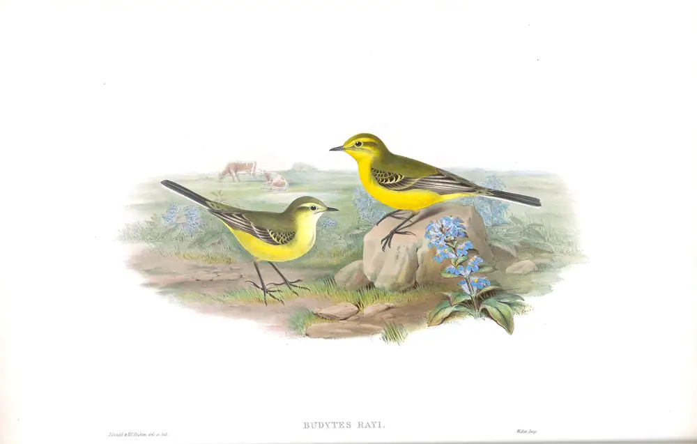 The whole sheet of volume III, plate 3, with its engraved caption