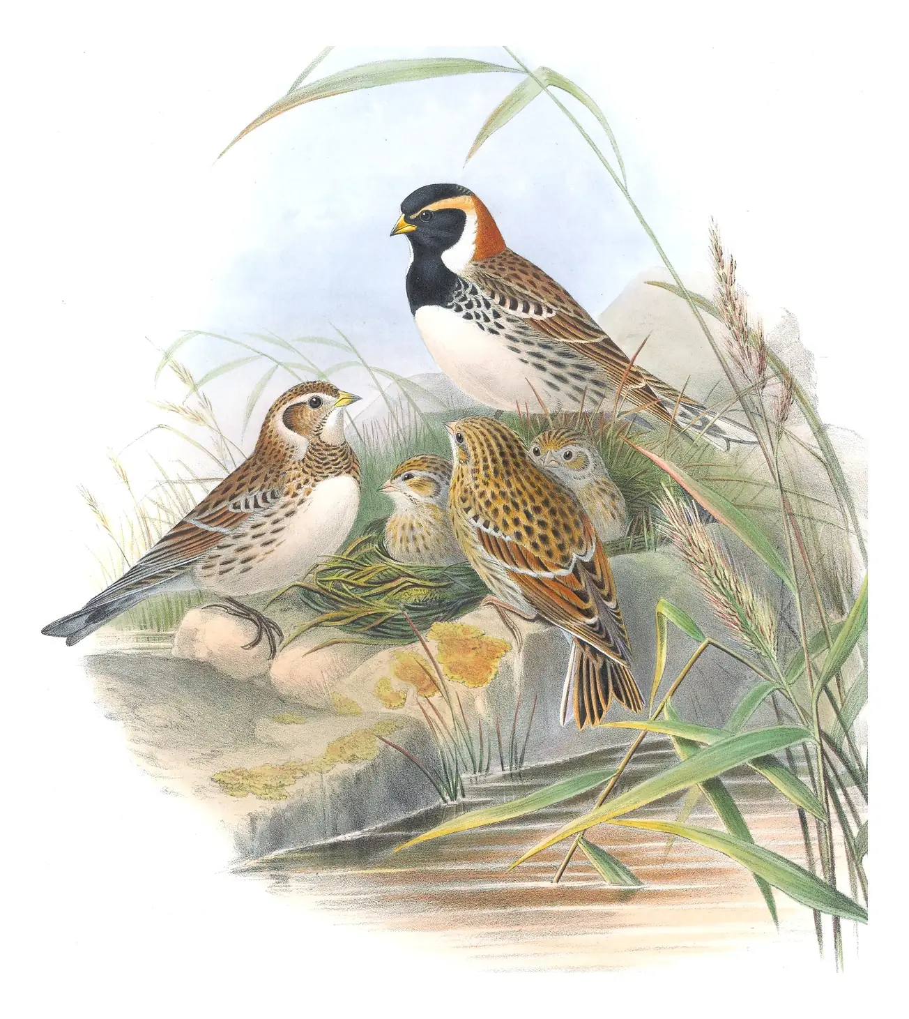 Volume III, plate 30 of Gould's The Birds of Great Britain: Lapland Longspur (Calcarius lapponicus)