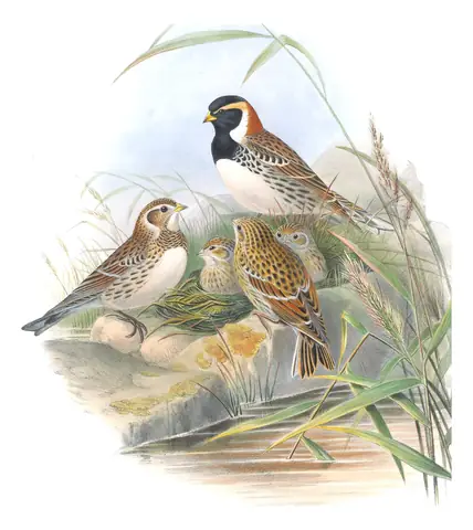 Volume III, plate 30 of Gould's The Birds of Great Britain: Lapland Longspur (Calcarius lapponicus)