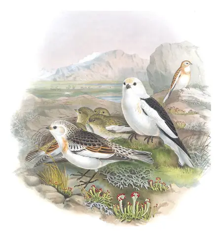Volume III, plate 31 of Gould's The Birds of Great Britain: Snow Bunting (Plectrophenax nivalis)