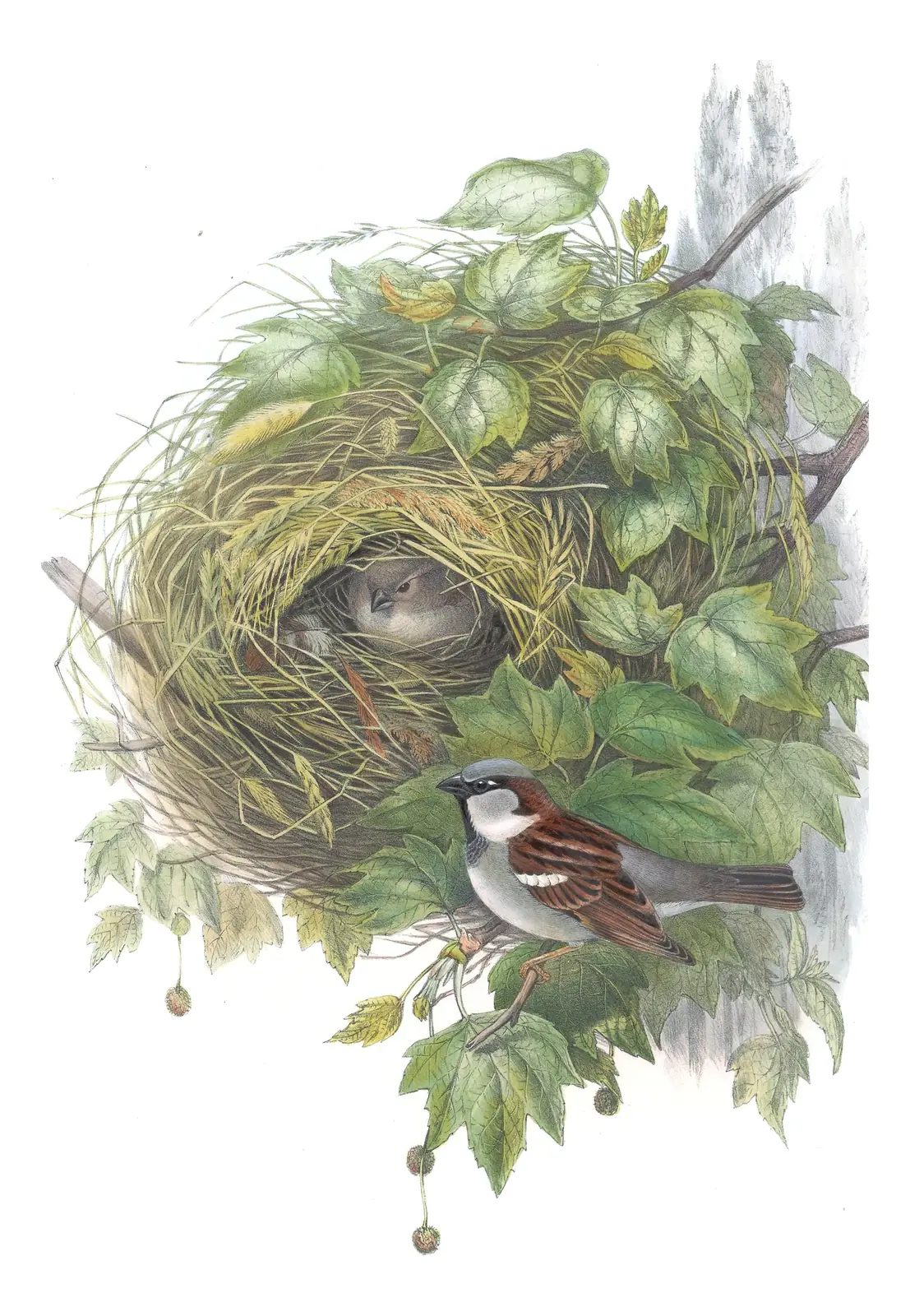 Volume III, plate 32 of Gould's The Birds of Great Britain: House Sparrow (Passer domesticus)