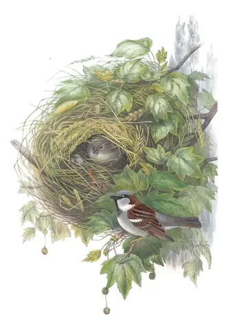 Volume III, plate 32 of Gould's The Birds of Great Britain: House Sparrow (Passer domesticus)