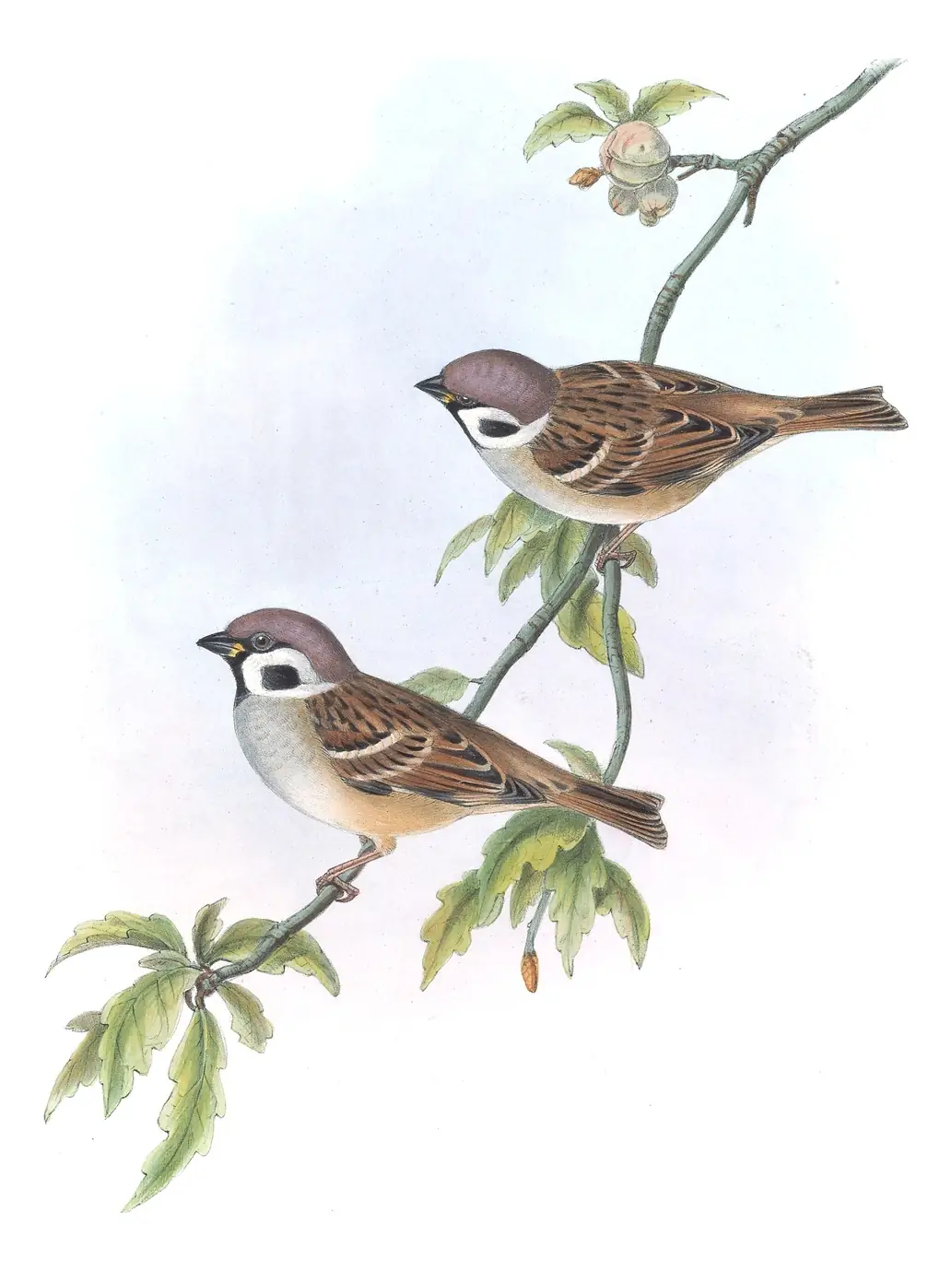Volume III, plate 33 of Gould's The Birds of Great Britain: Eurasian Tree Sparrow (Passer montanus)