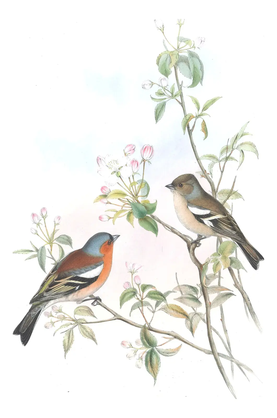 Volume III, plate 34 of Gould's The Birds of Great Britain: Common Chaffinch (Fringilla coelebs)