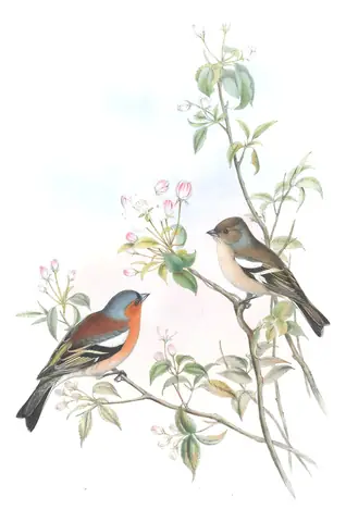 Volume III, plate 34 of Gould's The Birds of Great Britain: Common Chaffinch (Fringilla coelebs)
