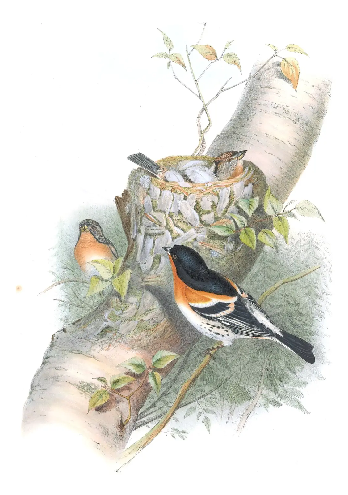 Volume III, plate 35 of Gould's The Birds of Great Britain: Brambling (Fringilla montifringilla)