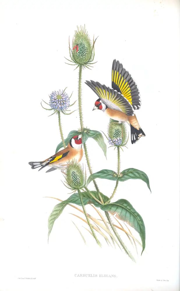 The whole sheet of volume III, plate 36, with its engraved caption