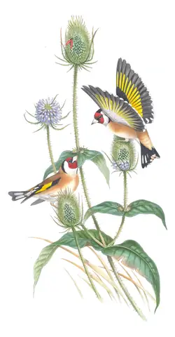 Volume III, plate 36 of Gould's The Birds of Great Britain: European Goldfinch (Carduelis carduelis)